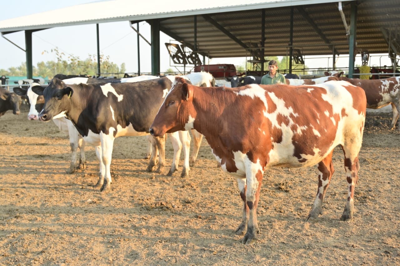 Healthy cow at Ibrahim Dairies